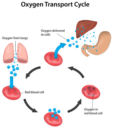 Oxygen Transport Cycleのイラスト素材