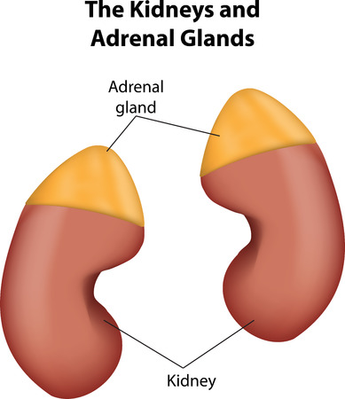 Kidneys and Adrenal Glandsのイラスト素材