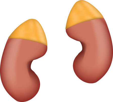 Kidneys and Adrenal Glandsのイラスト素材