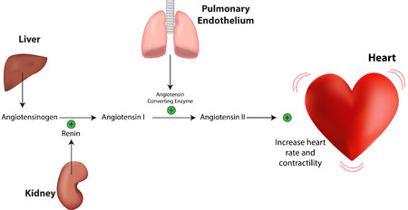 Renin Angiotensin Aldosterone System Heartのイラスト素材