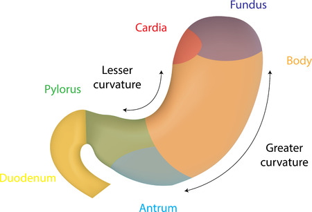Stomach Anatomyのイラスト素材