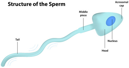 Sperm Cell Labeled Diagramのイラスト素材