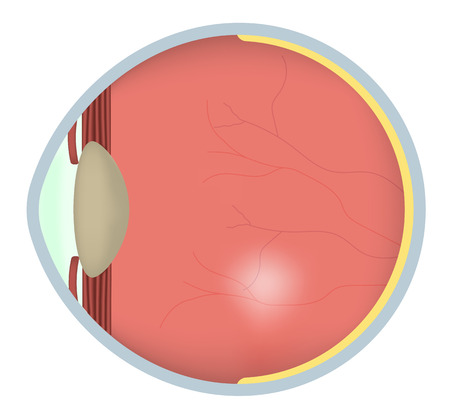 Eyeのイラスト素材