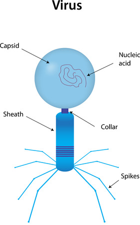 Virus Labeled Diagramのイラスト素材
