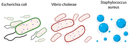 Bacteria Types Diagramのイラスト素材
