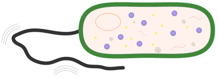 Bacteriumのイラスト素材