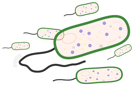 Bacteriaのイラスト素材