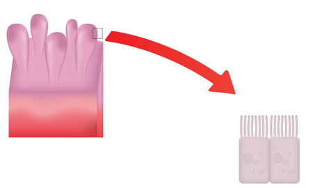 Small Intestine Cellsのイラスト素材
