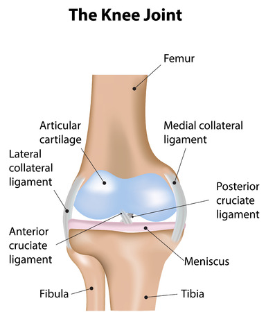 The Knee Joint Labeled Diagramのイラスト素材
