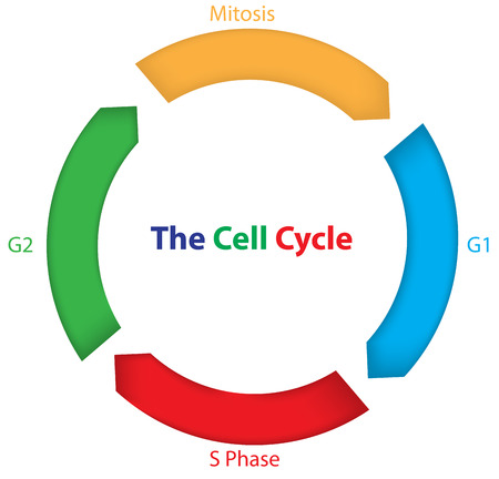 Colorful Cell Cycleのイラスト素材