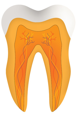 Tooth Cross Sectionのイラスト素材