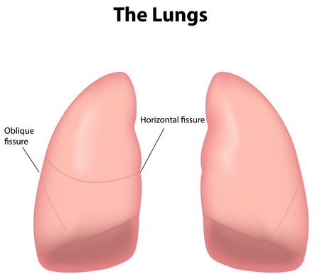 The Lungs Labeled Diagramのイラスト素材