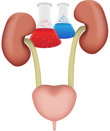 Urinary System Researchのイラスト素材