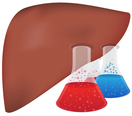Liver Hepatic Researchのイラスト素材