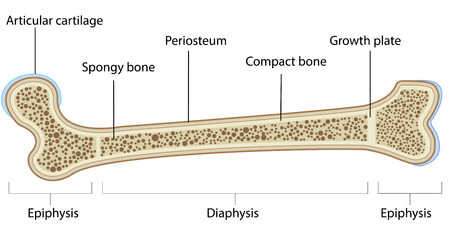 Labeled Bone Anatomyのイラスト素材