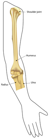 Elbow Joint in Arm in Situのイラスト素材