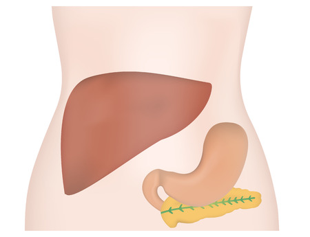 Abdominal Organs