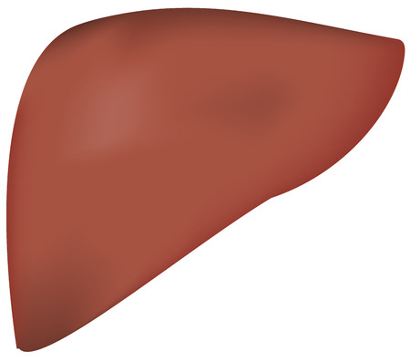 Liverのイラスト素材