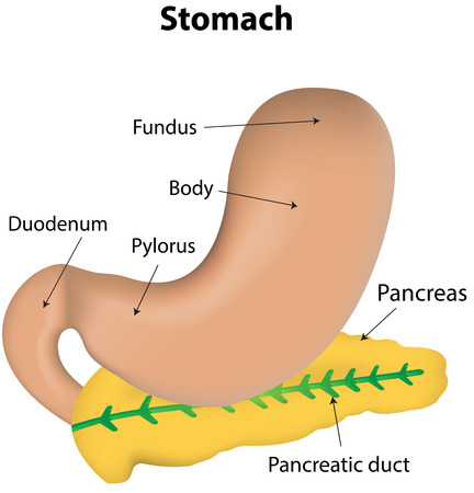 Stomach and Pancreas Labeled Diagramのイラスト素材