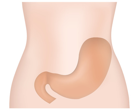 Stomach Belly Tummyのイラスト素材