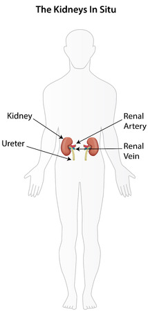 The Kidneys in Situ Labeled Diagramのイラスト素材