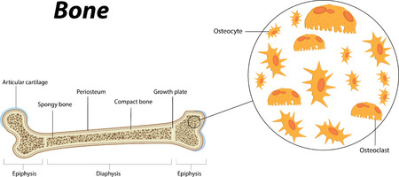 Bone Anatomy and Biologyのイラスト素材