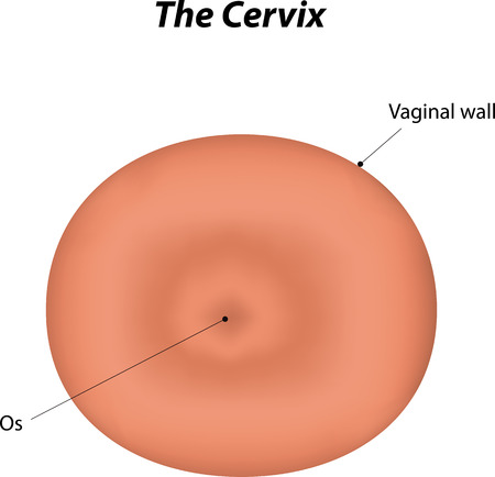 The Cervix Labeled Diagramのイラスト素材