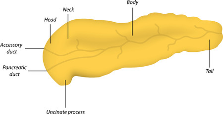 Pancreas Anatomyのイラスト素材