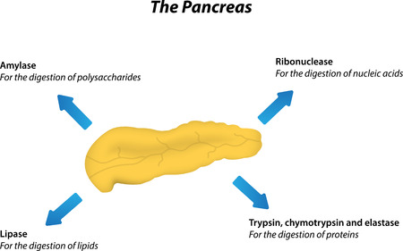 Exocrine Pancreas Physiologyのイラスト素材