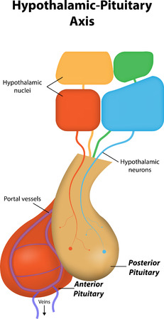Hypothalamic Pituitary Axisのイラスト素材
