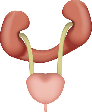 Renal Fusionのイラスト素材