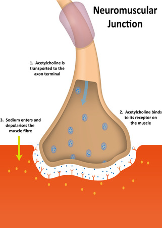 Neuromuscular Junction Physiologyの写真素材