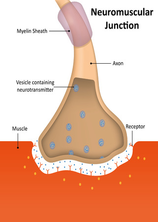Neuromuscular Junction labeledの写真素材