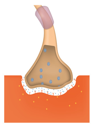 Neuromuscular Junctionのイラスト素材