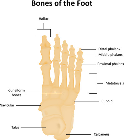 Tarsal Bones of the Foot Anatomicalのイラスト素材
