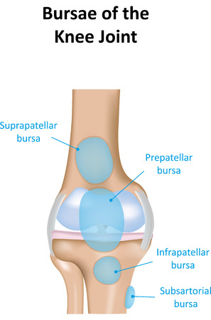 Knee bursaeの写真素材
