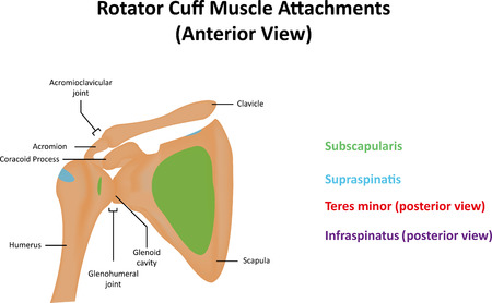 Rotator Cuff Muscle Attachmentsのイラスト素材