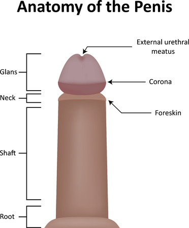 Anatomy of the Penisの写真素材