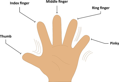 Names of Fingersのイラスト素材
