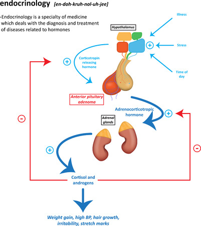 Endocrinology Definitionの写真素材