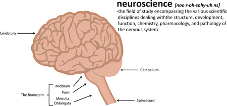Neuroscience Definitionのイラスト素材
