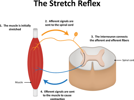 The Stretch Reflexの写真素材