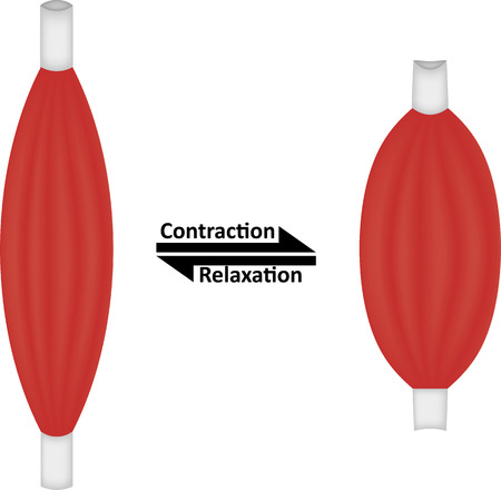 Muscle Contraction and Relaxtionの写真素材