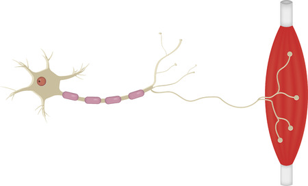 Motor Neuroneのイラスト素材