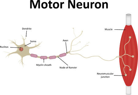 Motor Neurone Labeledのイラスト素材