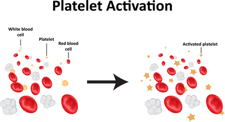 Platelet Activationのイラスト素材