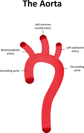 The Aorta Labeled Diagramの写真素材