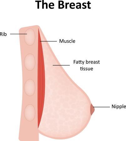 The Breast Labeled Diagramの写真素材
