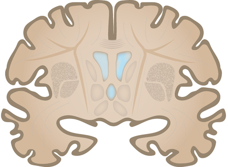 Coronal Brain Sliceの写真素材