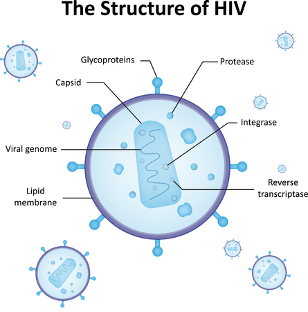 The Structure of HIVの写真素材
